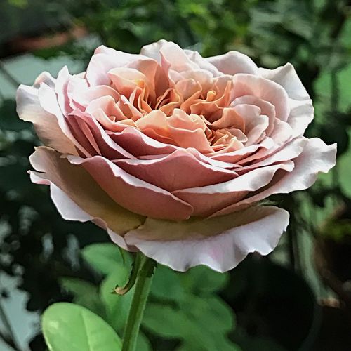 Hnedožltá - Stromkové ruže,  kvety kvitnú v skupinkáchstromková ruža s kríkovitou tvarou koruny